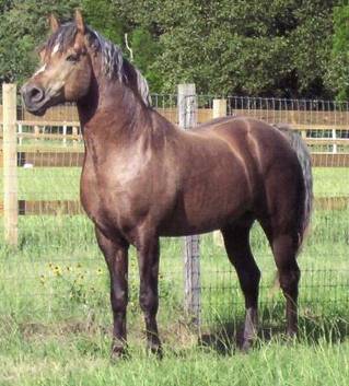 Texas Dandy Morgans - Mineral's Just In Gold stallion